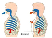 Zeichnung zweier menschlicher Oberk&ouml;rper im Querschnitt; einerseits Lage des Zwerchfells beim Einatmen, andererseits beim Ausatmen